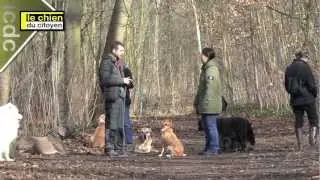 Comment apprendre le rappel à son chien ? (partie 1)