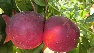 Нектарин Геа. Nectarine Gea. Топовий сорт з солодкими і крупними плодами!