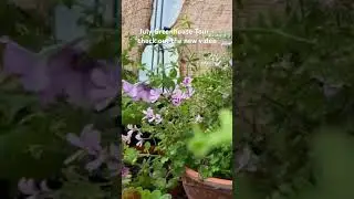Ferns, Caladiums, Petunias, and more!