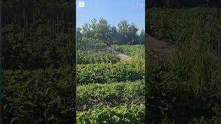 #орчанегуляют у бабули в огороде #юмор #дача #огород #орск #топ