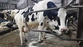 Dairylink: High input system in Armagh