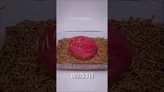 Peeled Watermelon