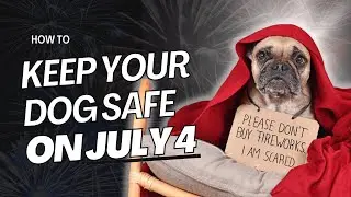 How to Keep Your Dog Calm During 4th of July Fireworks