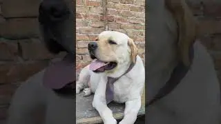 Labrador retriever dog tied knot 
