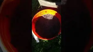 Homemade Fertilizer for 2024