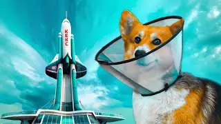 ПЕРВЫЙ КОРГИ КОСМОНАВТ!! СОБАЧЬЯ ШКОЛА Новый сезон Корги Кекс