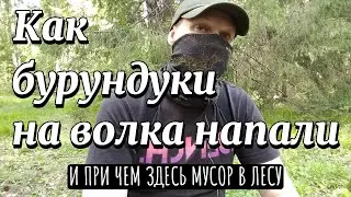 Почему бурундуки волку люлей навешали | Выживание в лесу | Поход | Бушкрафт | @Kustovoe_remeslo