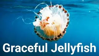 Graceful Jellyfish at Porthpean Beach Cornwall
