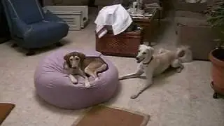 Two Saluki, One Pillow - How to remove a Saluki manual.