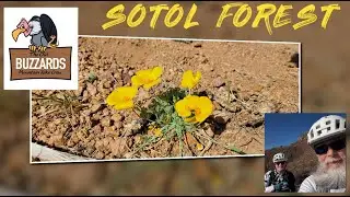 Sotol Forest