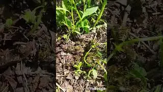 Спасаю матку