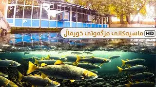 تا ئێستا ماسییەکانی مزگەوتی (خورماڵ) ت بەم شێوەیە لە نزیکەوە بینیوە !؟