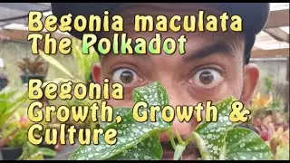 Begonia maculata The Polka dot Begonia Growth Care & Culture