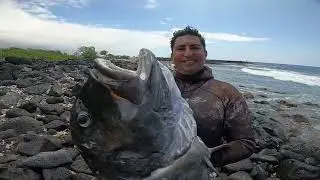 Spearfishing 90 Pound Ulua in Hawaii, Attracted Sharks