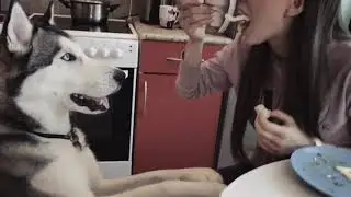 Сон хаски Алекса✨😂