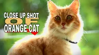 Close Up Of An Orange Cat Sitting By The Window | Copyright Free Animals Video 1080p