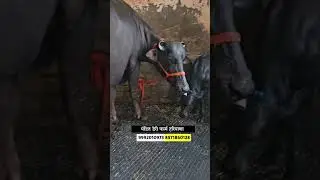 हरियाणातील टॉप मुरा म्हशी विक्रीसाठी उपलब्ध #buffalo_dairy_farm #म्हैस_बाजार #shorts