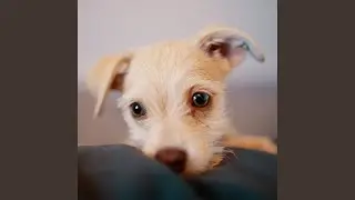 Puppy Training - Ambience