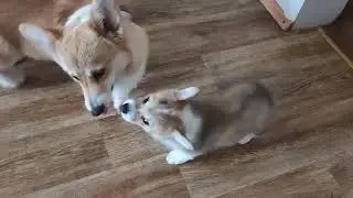 Ника и Урсула. Мои корги дети)