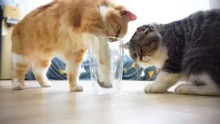 Cats vs Glass - Cats Intelligence Test