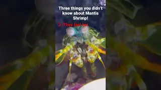 3 MANTIS SHRIMP facts!