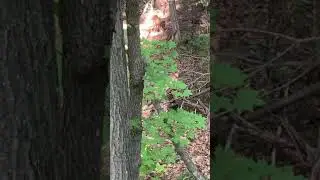 Bambi at her blind