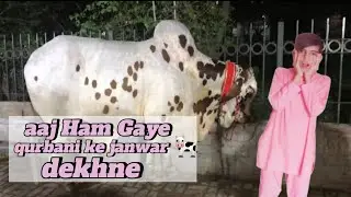 aaj Ham Gaye qurbani ke janwar dekhne 🐑🐄🐄🐄🐑💓💖❤️ subscribe now yaar ❤️