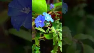 Plants With Blue Flowers Blue Tea Best Blue Flowering Bushes for your Garden 