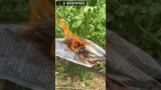 DIY Sun Light Cooking☀️ 
