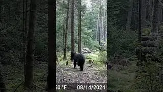 Bear Cam