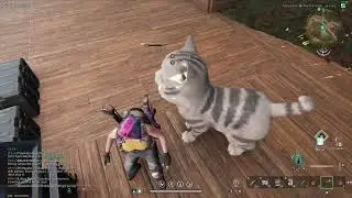 Once Human - Seems fun, also cute cats