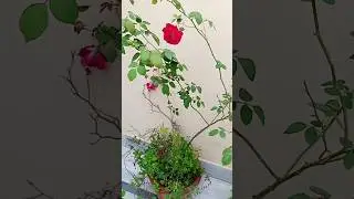 Life is Beautiful |زندگی خوبصورت ہے۔#life #beautiful #motivation #islamic #Quran #recitation #viral