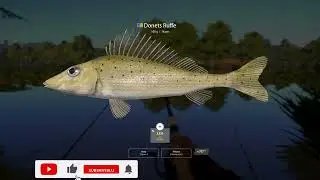 Donets Ruffe & White Bream | Seversky Donets River