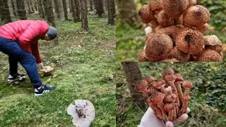 И снова в Лес.. и снова за грибами 🍄👍 -2 серия