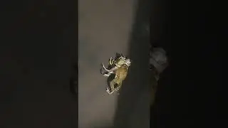 A friend frog 🐸🐸🐸 saves a friend frog 🐸🐸🐸