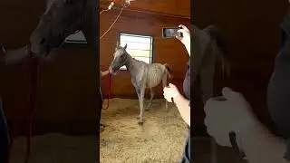 Incredible Horse Transformation! #animalrescue #horse #animals #animalshorts #horses #horselover