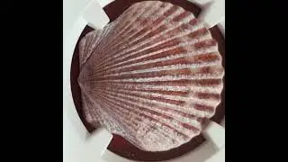 fiji sea bay scallop shell shaped rare valuable .999 silver coin from fiji ngc graded