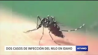 Dos infecciones del Nilo Occidental reportadas en los condados de Ada y Canyon
