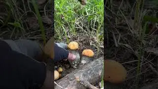 Красавцы подосики!