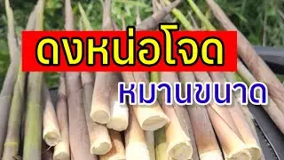 หาหน่อโจดตามธรรมาติ #อีสานบ้านหนองผึ้ง