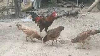 Chickens farmily in countryside