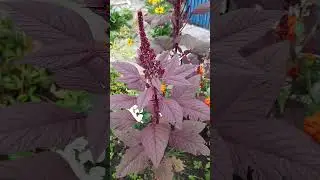 АМАРАНТ.