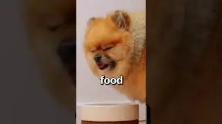 When Your Dog wants to ASK for FOOD 🤣 | Wholesome Animals