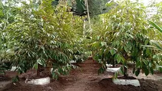 (MEMBONGKAR) Bibit Durian Musang King Dongkelan I Harga Bibit Durian Musang King Siap Buah I Duren