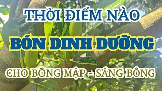 THỜI ĐIỂM NÀO, BÓN DINH DƯỠNG, CHO BÔNG MÍT MẬP - SÁNG BÔNG
