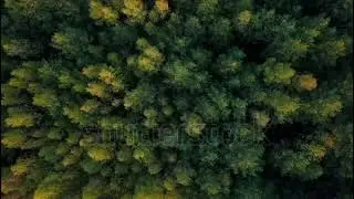 Drone Footage Of A Forest In Early Autumn | Landscape | Shutterstock | Part-8