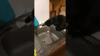 Кошка Чери часть 2