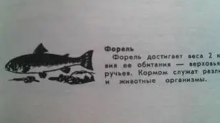 Форель Речная - Корм для рыбы и места обитания