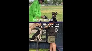 Dog Daddy VS Romeo 🐾🥊
