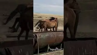 Зергер 2019. #youtubeshorts #horse #айғыр #reels #rek